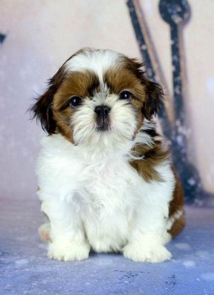 Chs Shih-tzu Brilliant Of Moravia 